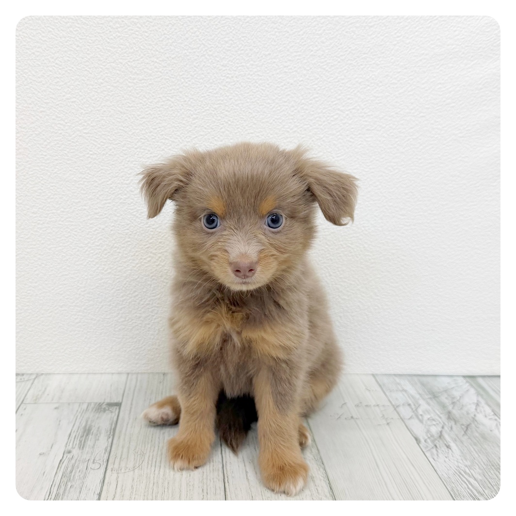 福岡県のパピチー/チワパピ(パピヨン×チワワ) (犬の家＆猫の里くりえいと宗像店/2026年7月28日生まれ/女の子/イザベラタン)の子犬