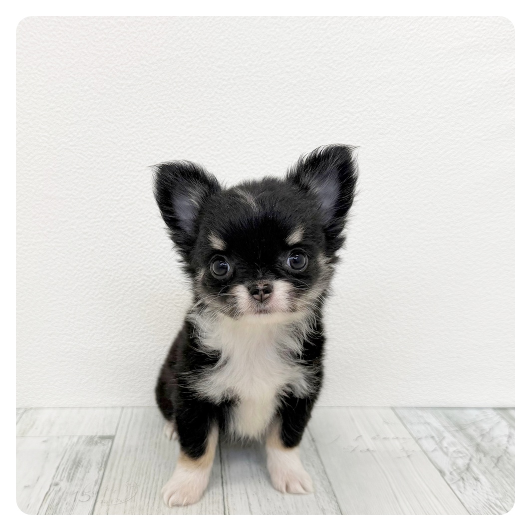 福岡県のチワワ(ロング) (犬の家＆猫の里くりえいと宗像店/2026年7月27日生まれ/女の子/ブラックタンホワイト)の子犬