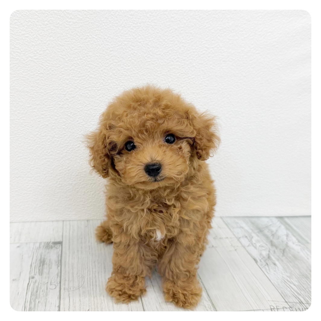 福岡県のトイプードル(タイニー) (犬の家＆猫の里トリアス久山店/2026年7月28日生まれ/男の子/アプリコット)の子犬