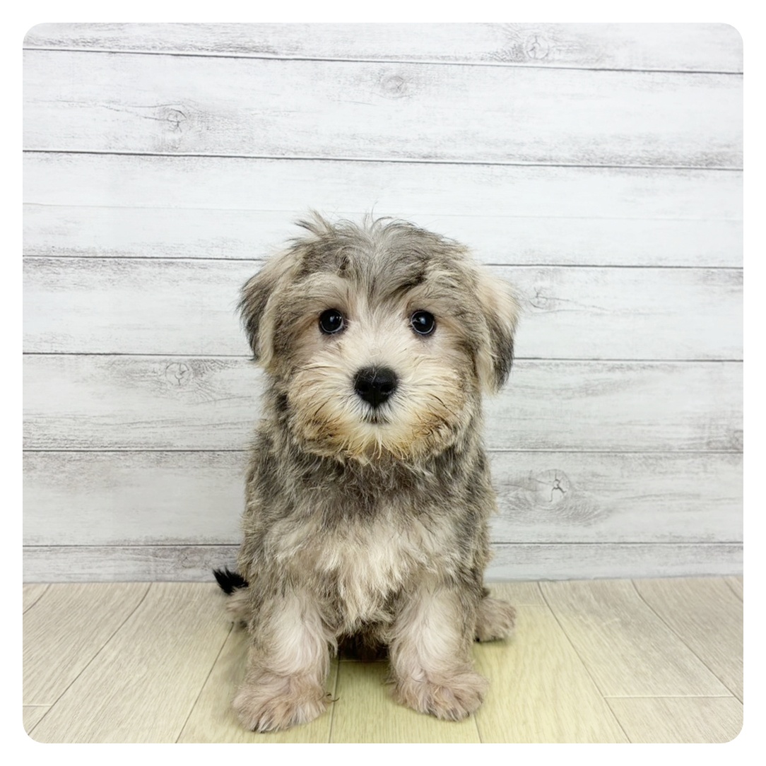 福井県のシュナマル/マルシュナ(シュナウザー×マルチーズ) (犬の家＆猫の里アミーゴ福井大和田店/2026年7月22日生まれ/男の子/ウィートン)の子犬