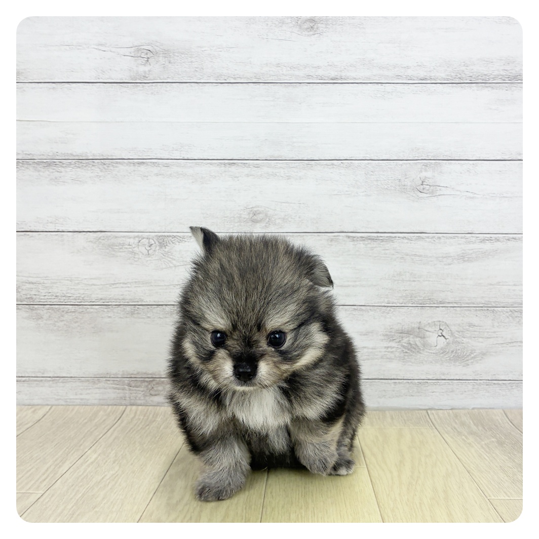 愛知県のポメチワ/チワポメ/ポメチー(ポメラニアン×チワワ) (犬の家＆猫の里春日井本店/2026年7月28日生まれ/男の子/セーブルホワイト)の子犬