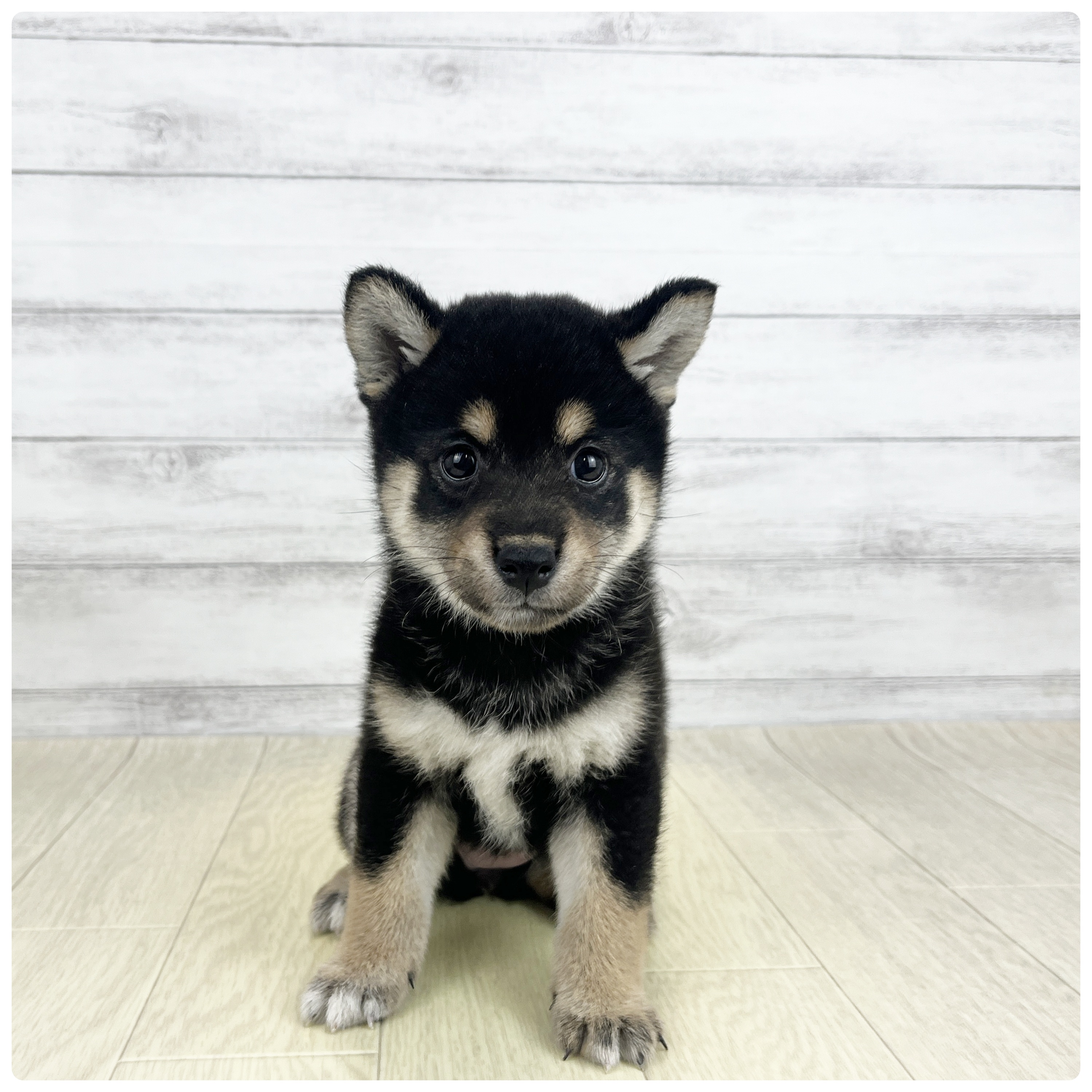 愛知県の柴犬(標準サイズ) (犬の家＆猫の里七宝店/2026年7月28日生まれ/女の子/黒)の子犬の3枚目の画像
