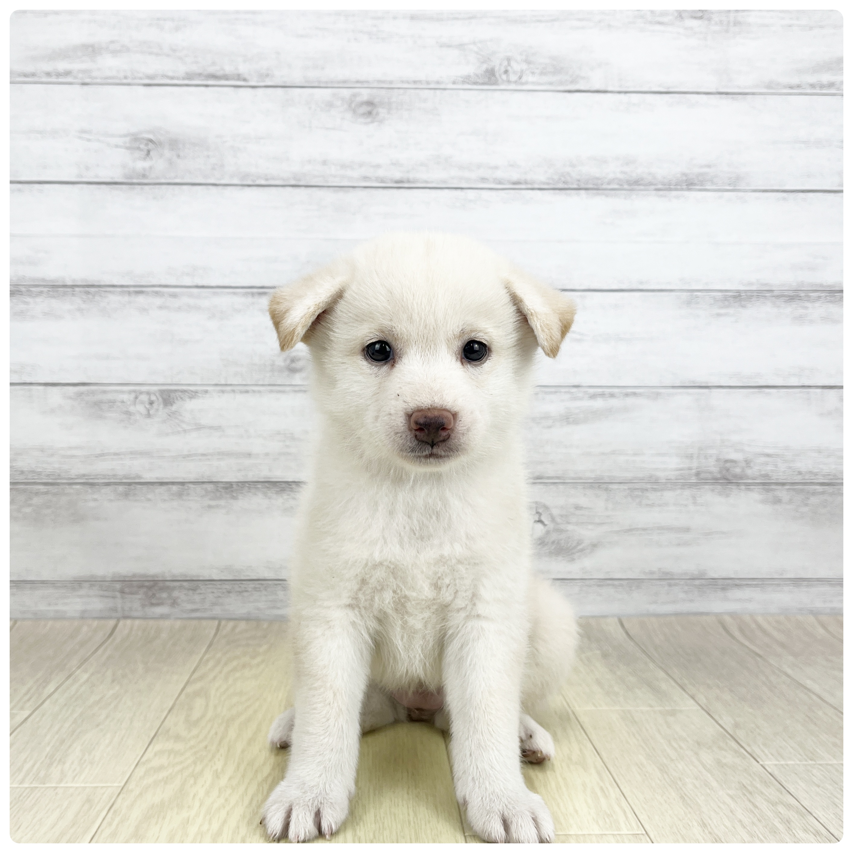 福井県の柴犬(標準サイズ) (犬の家＆猫の里アミーゴ福井大和田店/2026年7月28日生まれ/女の子/白)の子犬