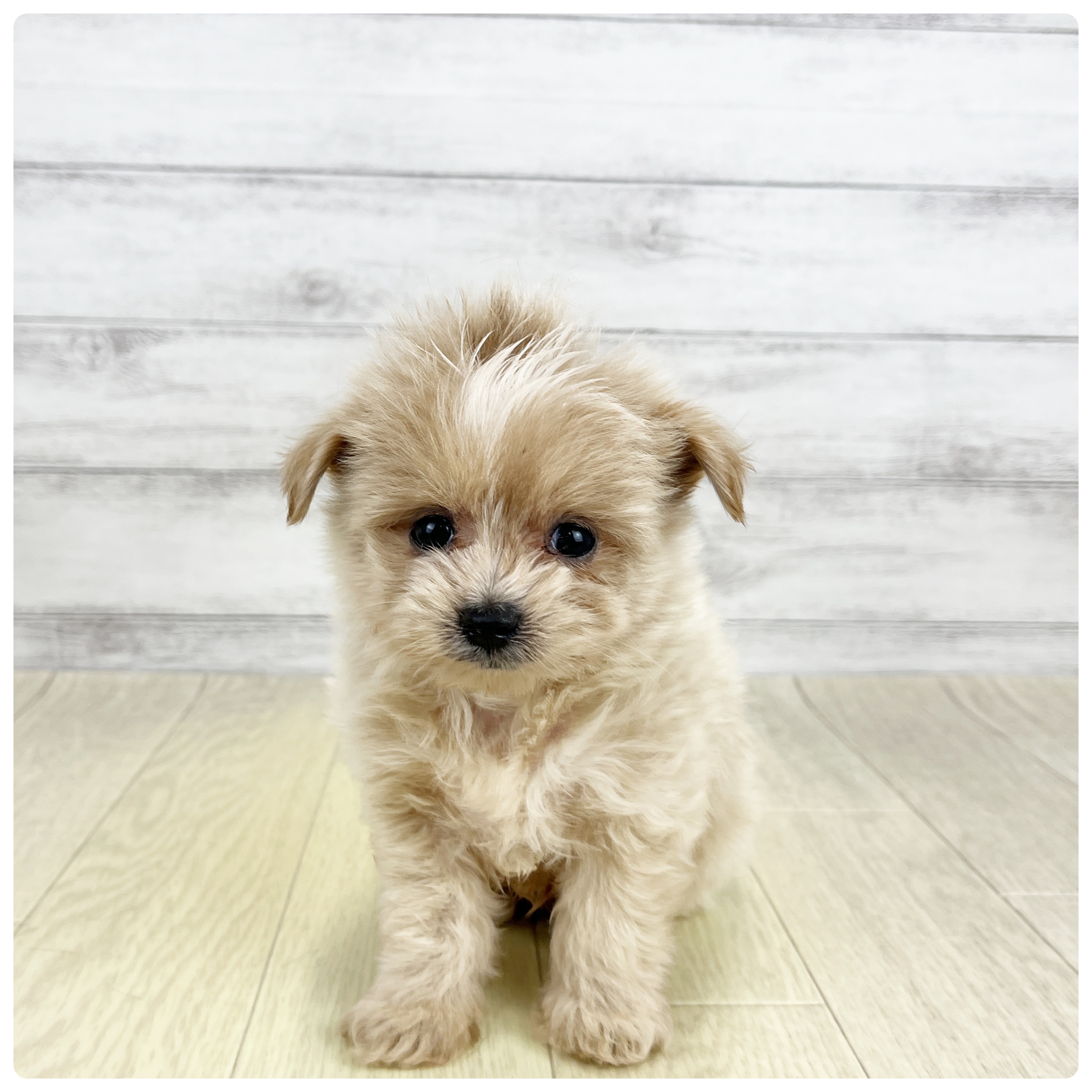 福井県のポメプー(ポメラニアン×プードル) (犬の家＆猫の里アミーゴ福井店/2026年7月29日生まれ/男の子/クリーム)の子犬