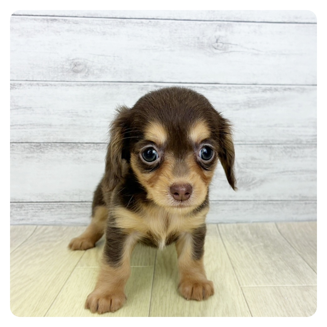 福井県のチワックス(チワワ×ダックス) (犬の家＆猫の里アミーゴ福井大和田店/2026年7月29日生まれ/女の子/チョコレートタン)の子犬