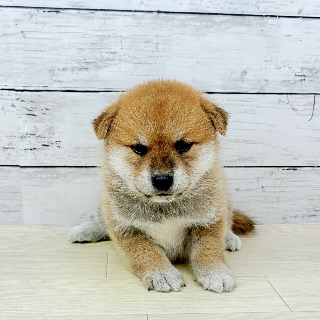 柴犬男の子の写真