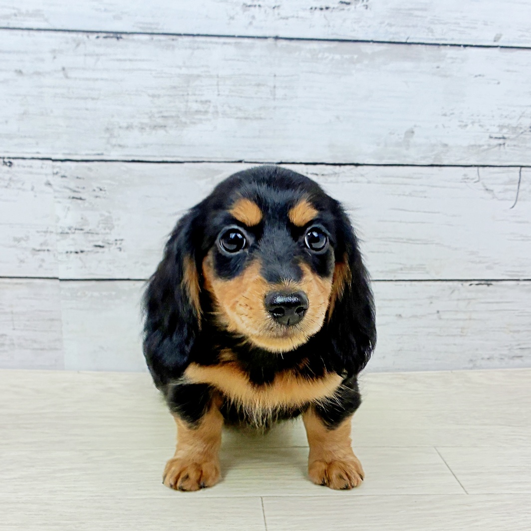 兵庫県のミニチュアダックスフンド(ロング) (犬の家＆猫の里カナート西神戸店/2026年7月28日生まれ/女の子/ブラックタン)の子犬の2枚目の画像