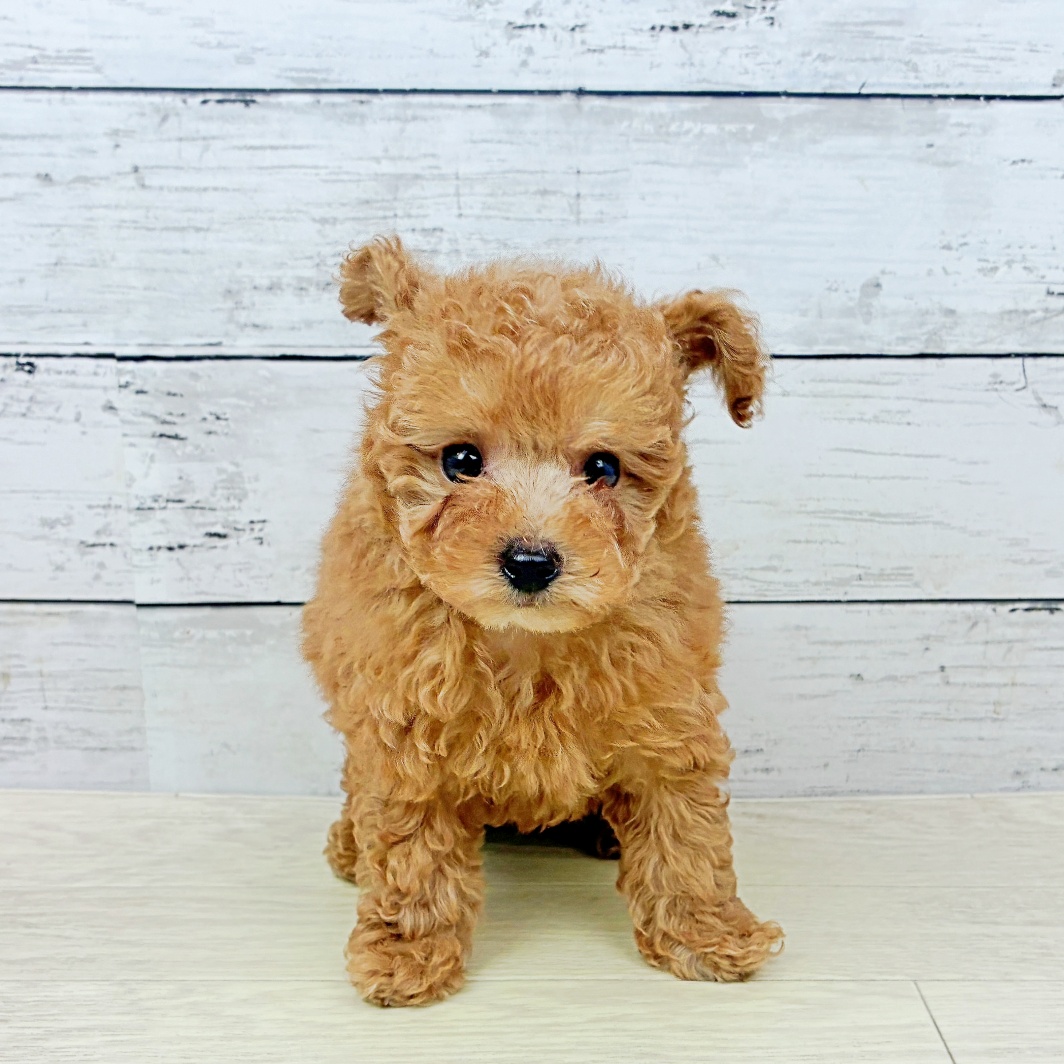 兵庫県のトイプードル(トイ) (犬の家＆猫の里カナート西神戸店/2026年7月28日生まれ/男の子/レッドフォーン)の子犬の2枚目の画像