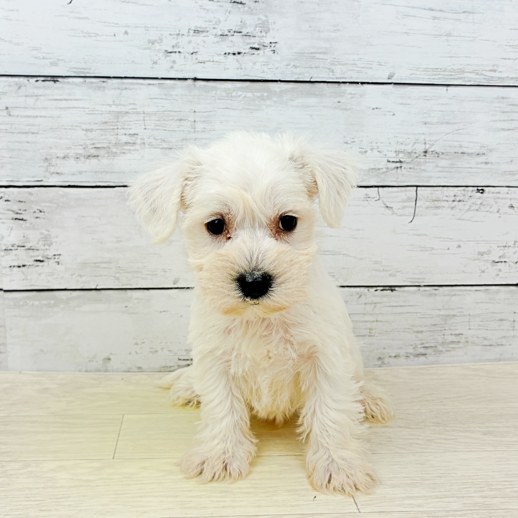 京都府のハーフ犬・ミックス犬 (犬の家＆猫の里京都精華店/2026年7月29日生まれ/男の子/ホワイト)の子犬