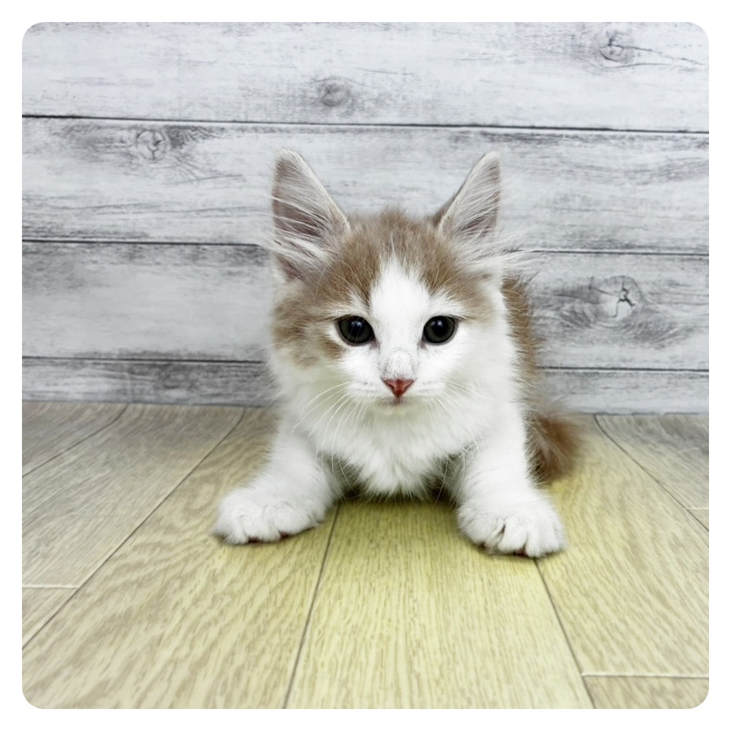 愛知県のサイベリアン (犬の家＆猫の里MEGAドン・キホーテ東海名和店/2026年7月27日生まれ/男の子/クリームタビーホワイト)の子猫