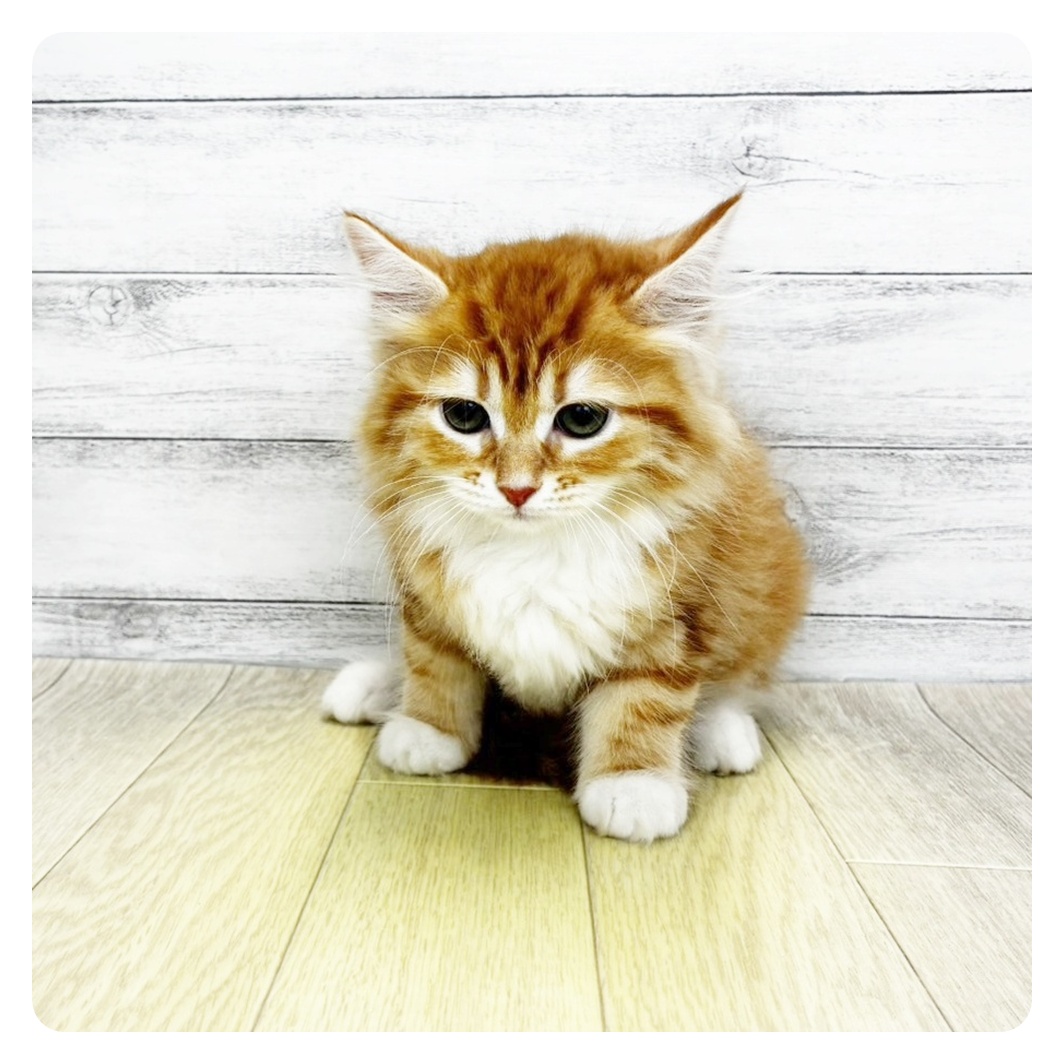 愛知県のサイベリアン (犬の家＆猫の里春日井本店/2026年7月22日生まれ/女の子/レッドタビーホワイト)の子猫