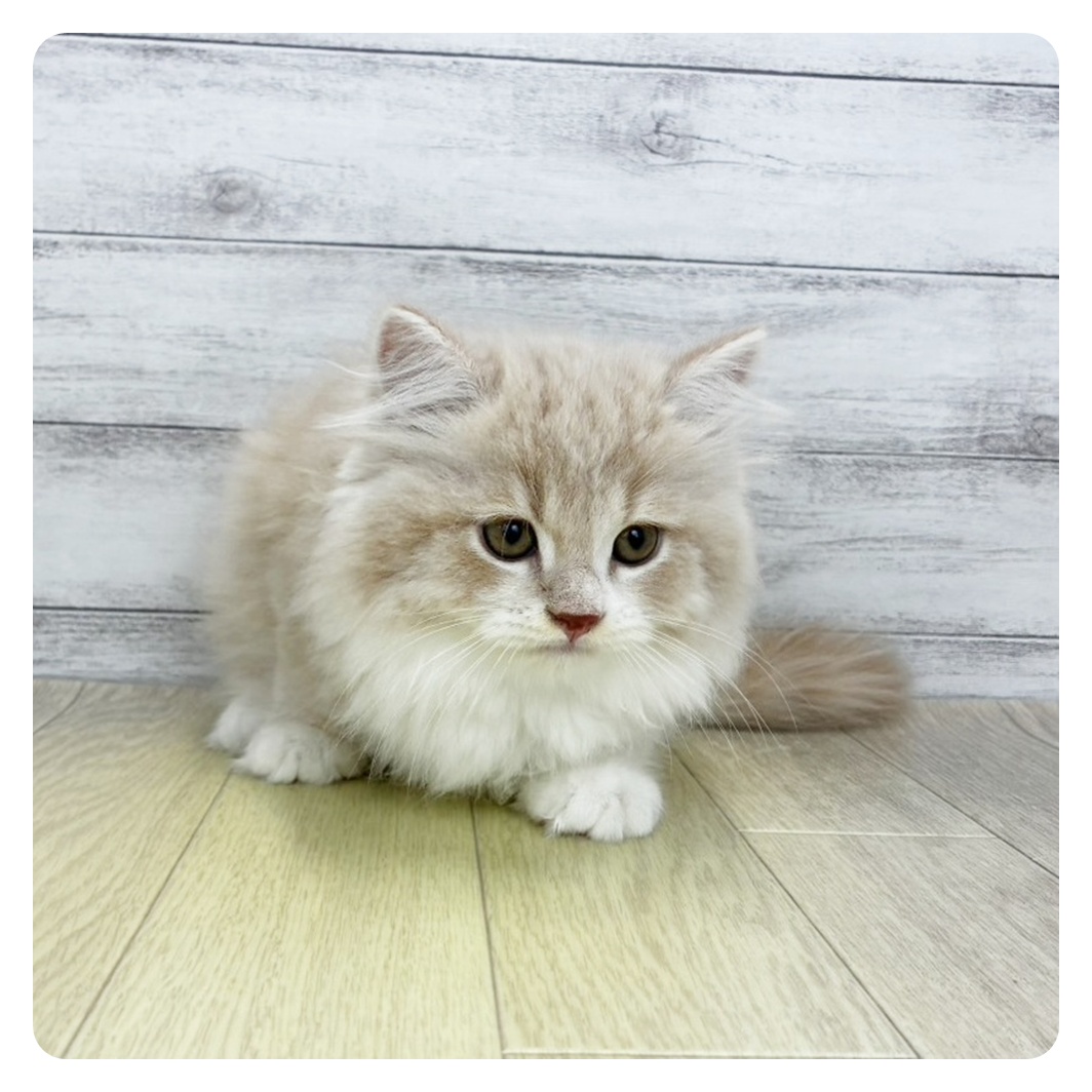 愛知県のスコティッシュフォールド (犬の家＆猫の里春日井本店/2026年7月15日生まれ/男の子/クリームタビーホワイト)の子猫