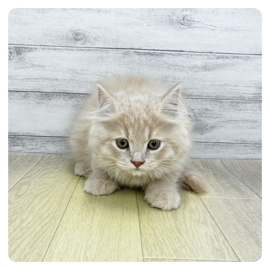 愛知県のスコティッシュフォールド (犬の家＆猫の里春日井本店/2026年7月15日生まれ/男の子/クリームタビー)の子猫