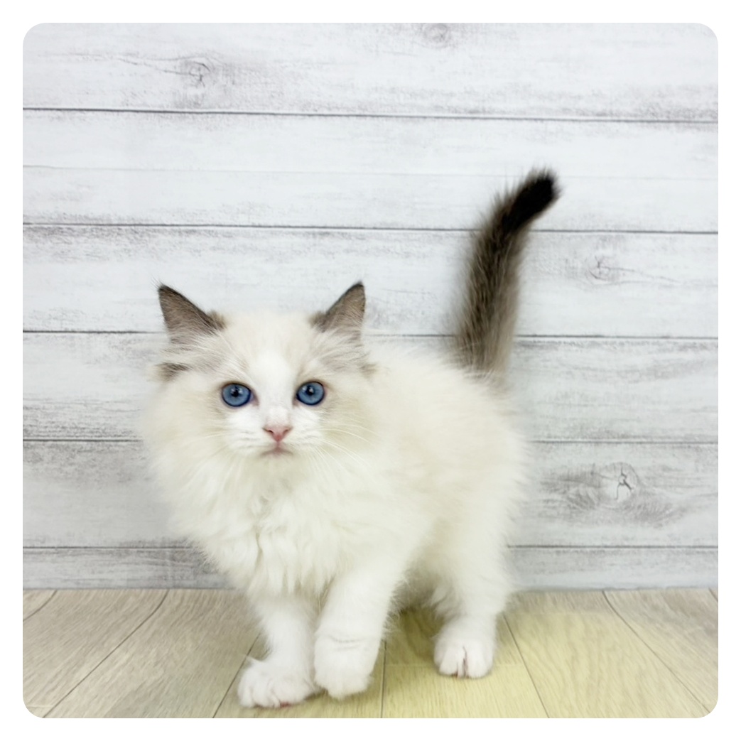 岐阜県のラグドール (犬の家＆猫の里岐南店/2026年7月25日生まれ/女の子/シールポイントバイカラー)の子猫