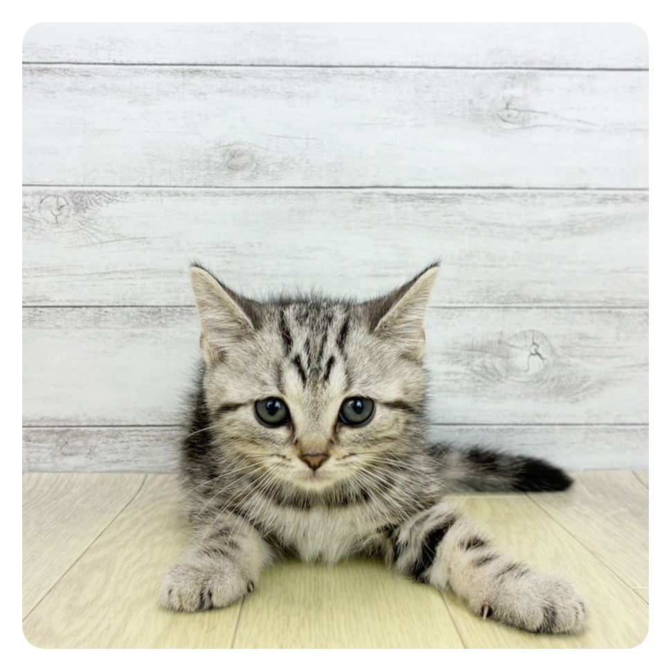 愛知県のアメリカンショートヘアー (犬の家＆猫の里春日井本店/2026年7月27日生まれ/男の子/シルバータビー)の子猫