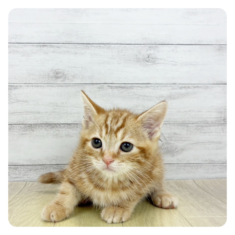 大阪府のアメリカンショートヘアー (犬の家＆猫の里吹田店/2026年7月27日生まれ/男の子/レッドタビー)の子猫