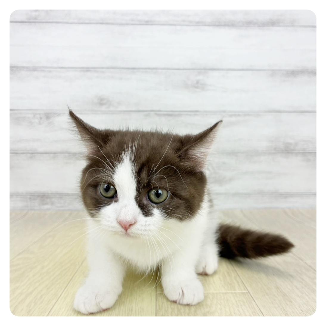 愛知県のスコティッシュストレート (犬の家＆猫の里春日井本店/2026年7月25日生まれ/女の子/チョコレートホワイト)の子猫