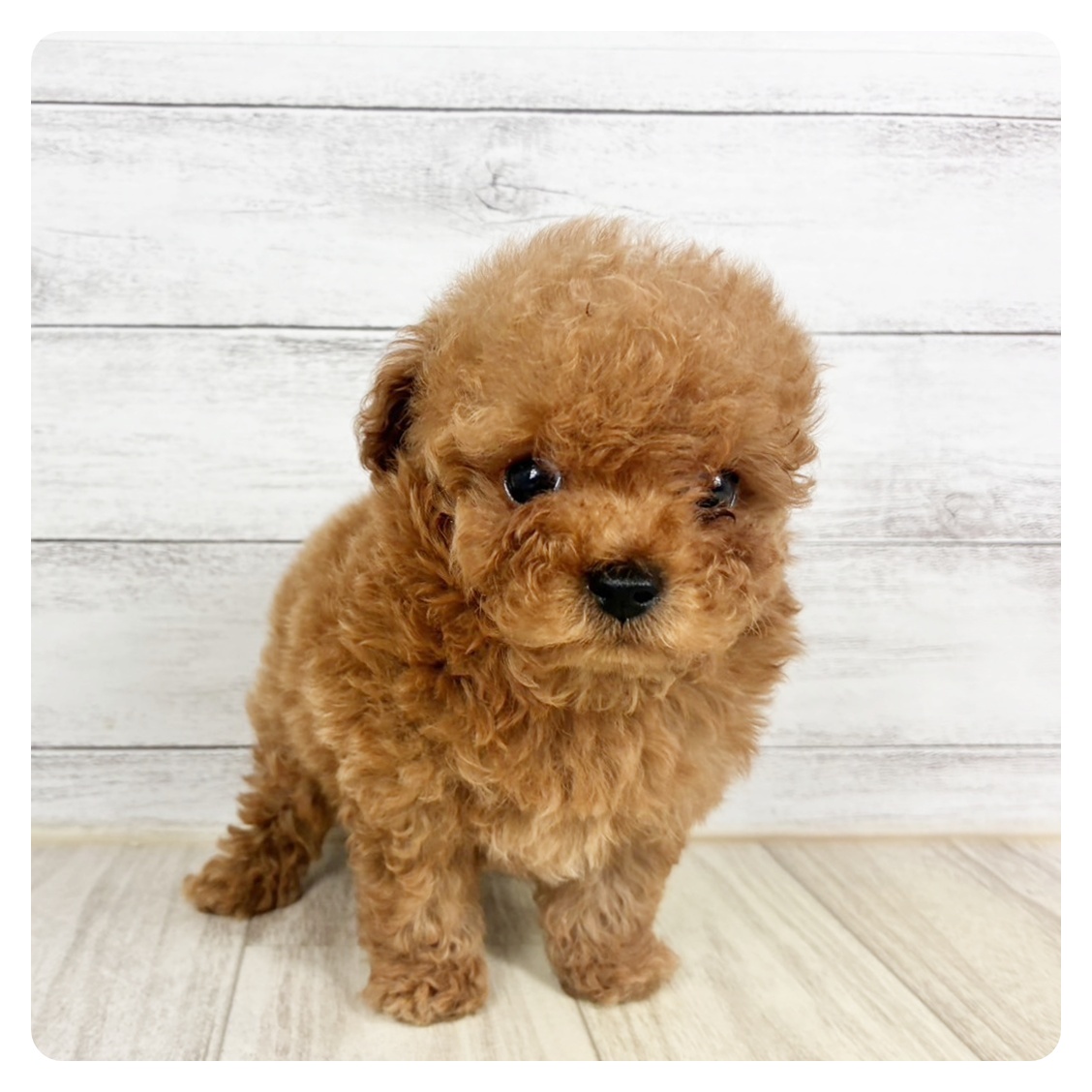 大阪府のトイプードル(ティーカップ) (犬の家＆猫の里吹田店/2026年7月31日生まれ/男の子/レッドフォーン)の子犬