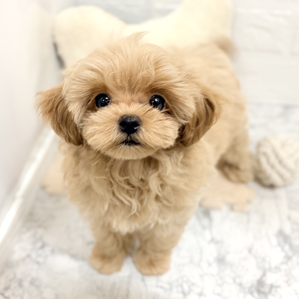 ハーフ犬男の子の写真