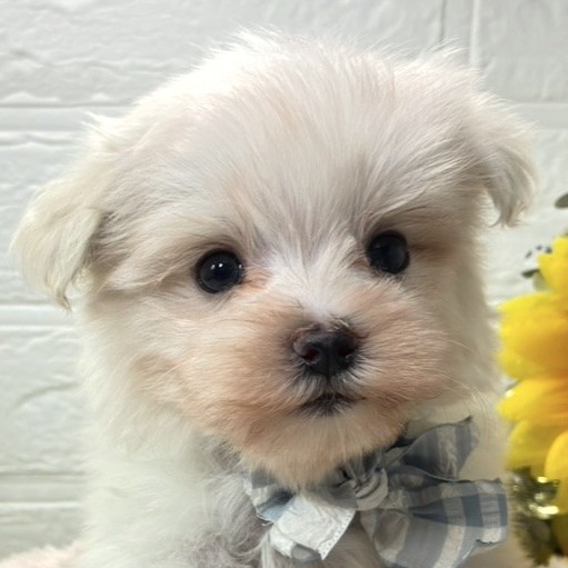 愛知県のマルチーズ (犬の家＆猫の里春日井本店/2026年7月19日生まれ/男の子/ホワイト)の子犬