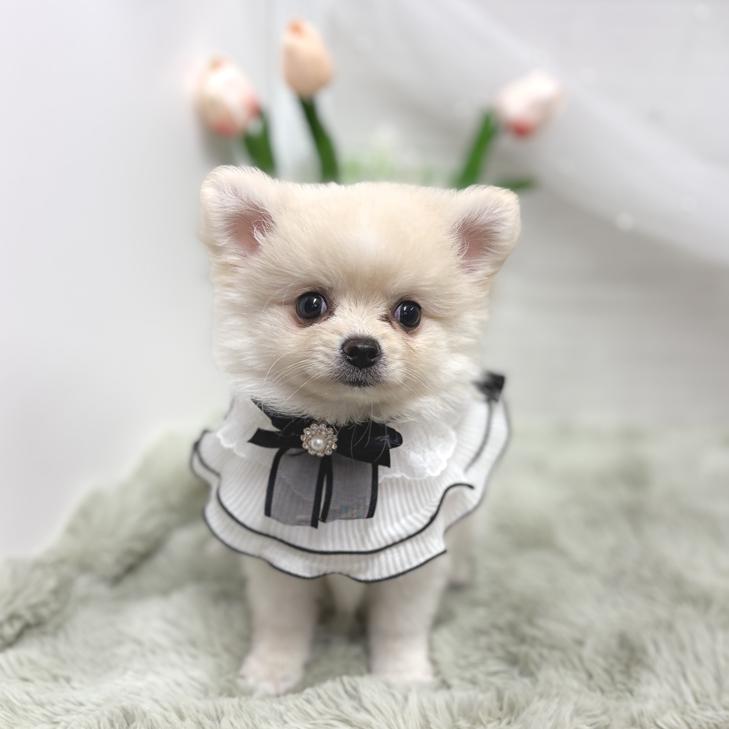 ハーフ犬女の子の写真