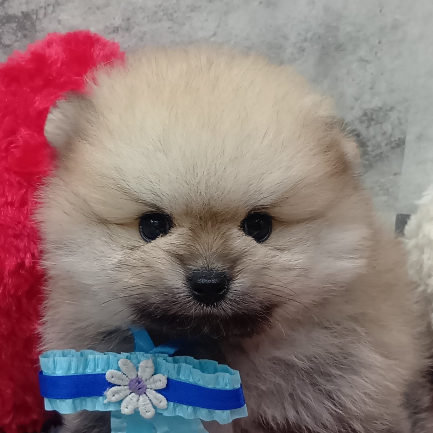 愛知県のポメラニアン (犬の家＆猫の里春日井本店/2026年8月2日生まれ/男の子/クリームセーブル)の子犬