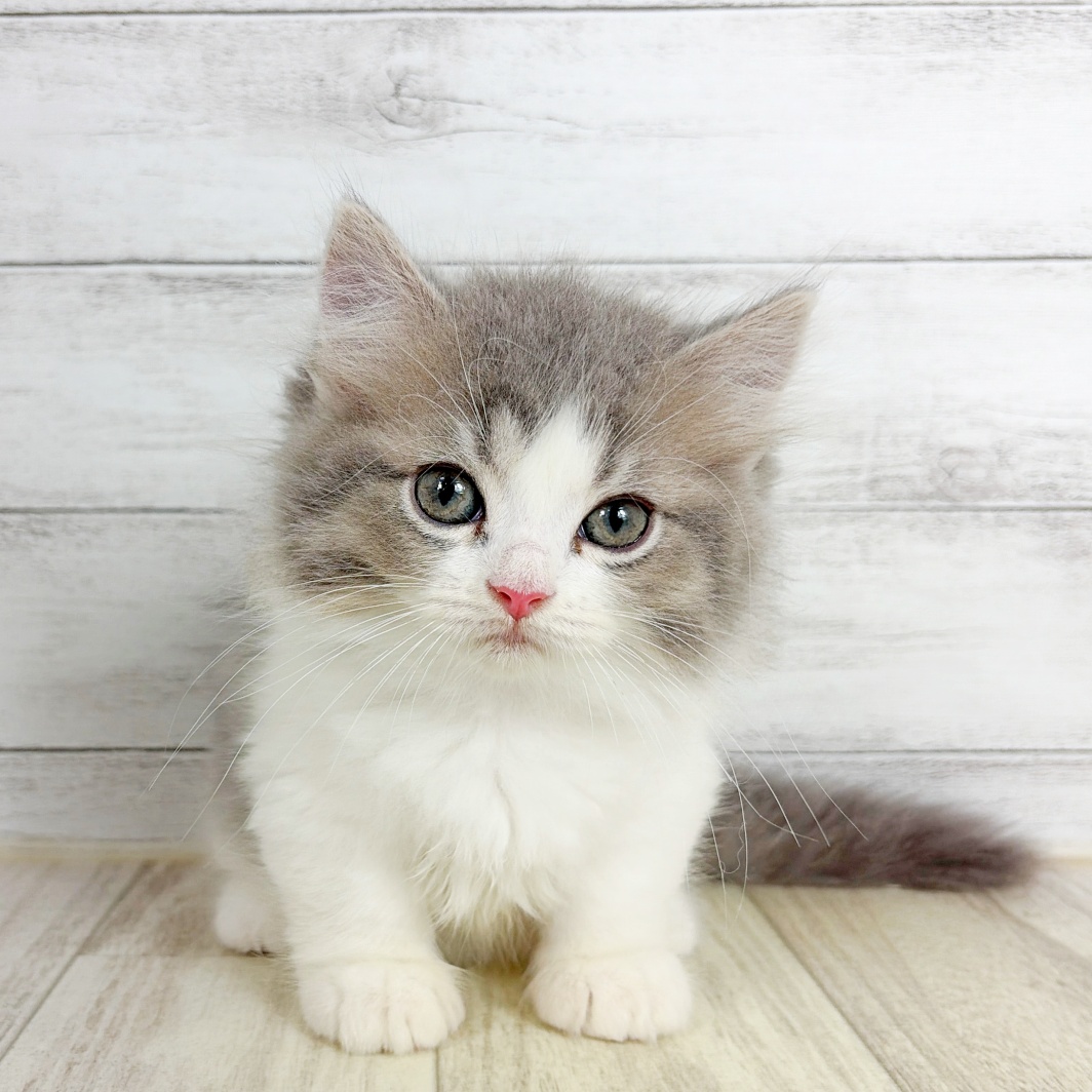 大阪府のミヌエット (犬の家＆猫の里吹田店/2026年7月26日生まれ/男の子/ブルータビーホワイト)の子猫