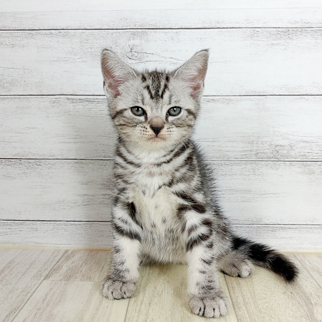 大阪府のアメリカンショートヘアー (犬の家＆猫の里吹田店/2026年8月2日生まれ/男の子/シルバータビー)の子猫