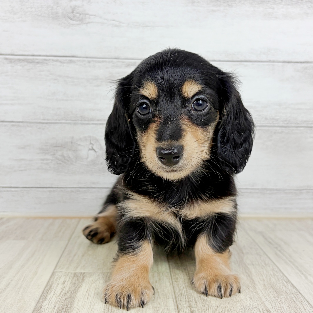 福岡県のミニチュアダックスフンド(ロング) (犬の家＆猫の里トリアス久山店/2026年7月30日生まれ/女の子/ブラックイエロー)の子犬