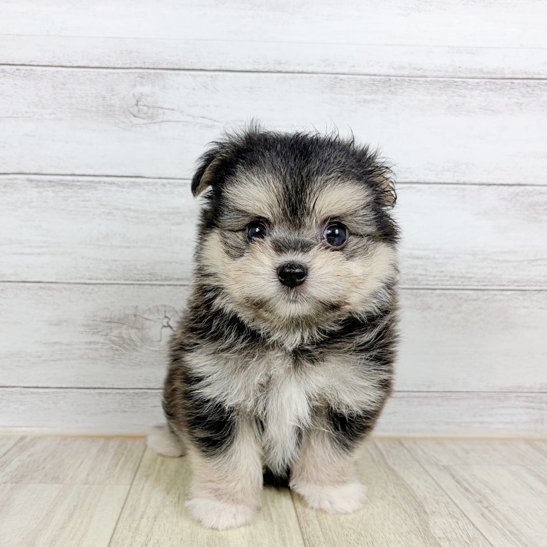 大阪府のポメマル/マルポメ(ポメラニアン×マルチーズ) (犬の家＆猫の里吹田店/2026年7月30日生まれ/女の子/ブラックタン)の子犬