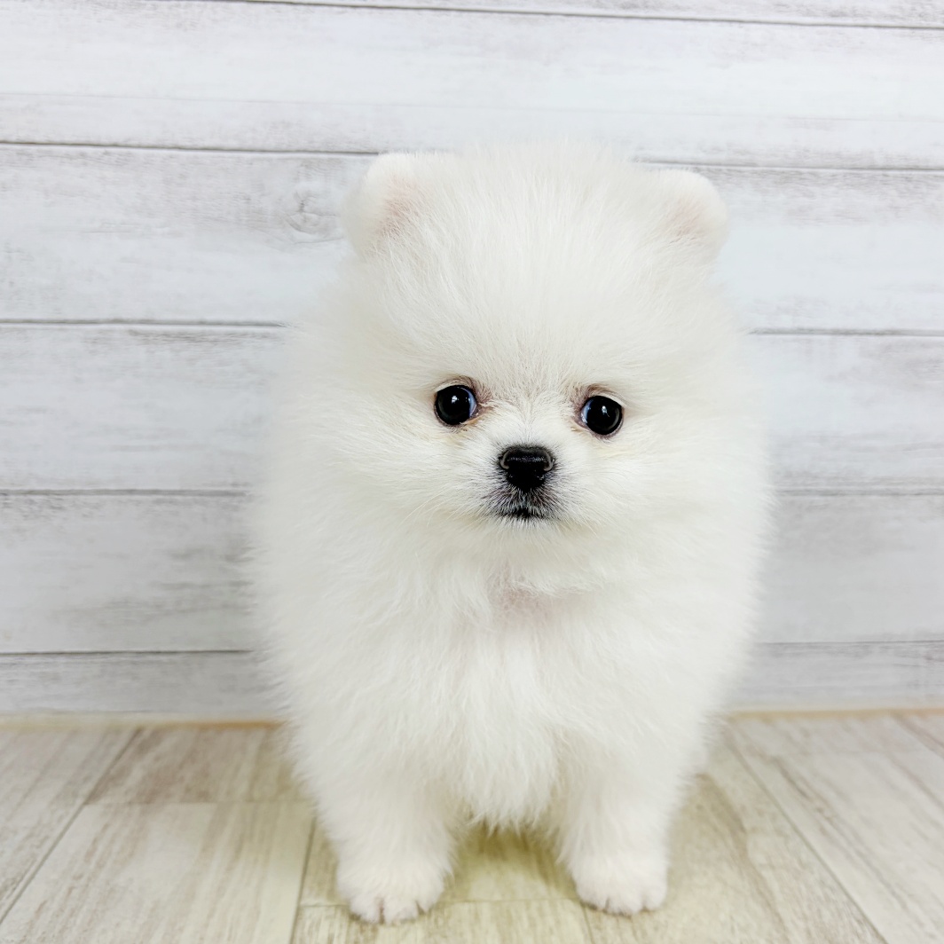 大阪府のポメラニアン (犬の家＆猫の里吹田店/2026年8月1日生まれ/女の子/クリーム)の子犬