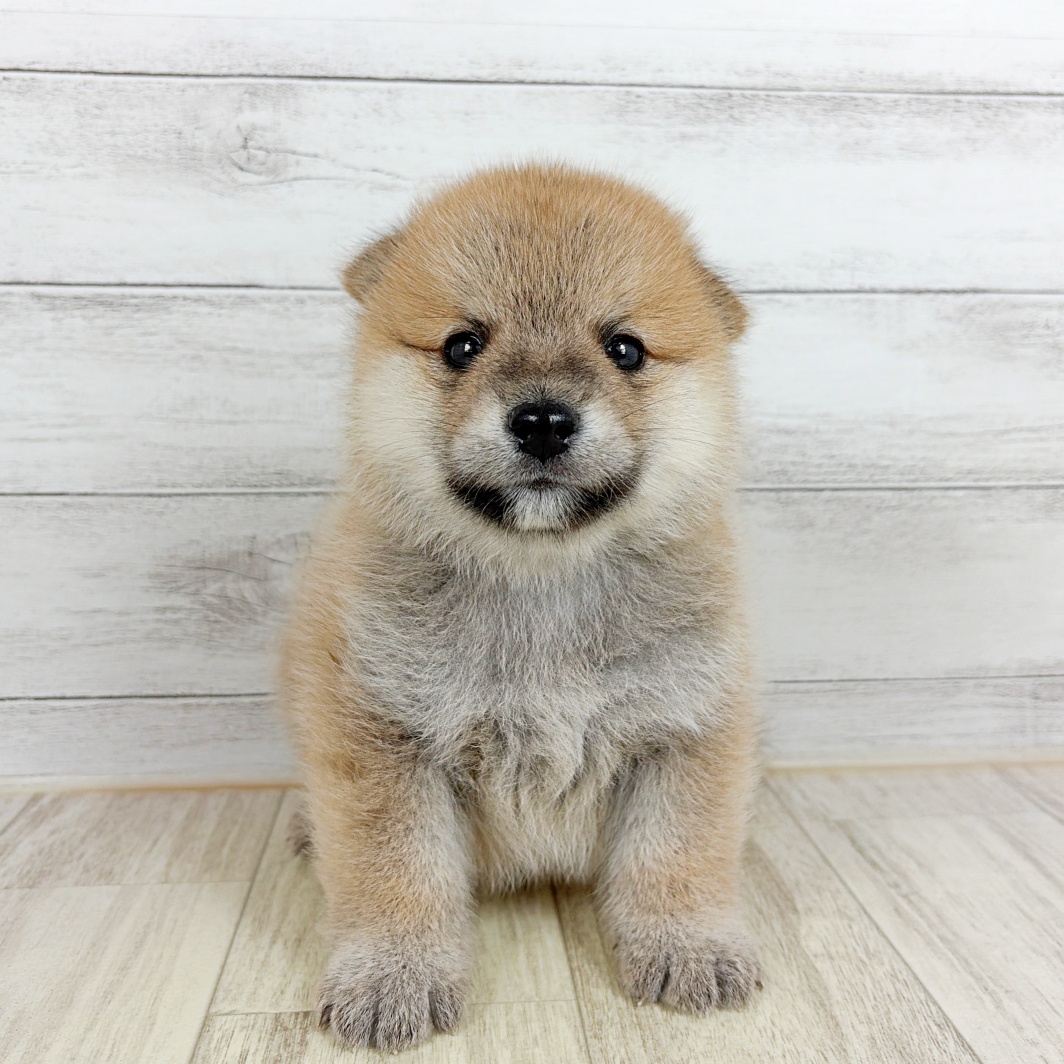 愛知県のポメ柴/豆ポメ/ポメ豆柴(ポメラニアン×柴犬) (犬の家＆猫の里春日井本店/2026年8月2日生まれ/男の子/赤)の子犬