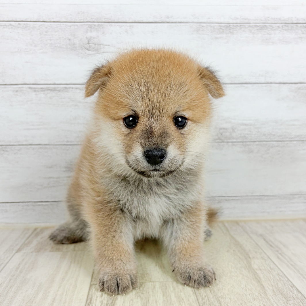 大阪府のポメ柴/豆ポメ/ポメ豆柴(ポメラニアン×柴犬) (犬の家＆猫の里吹田店/2026年8月2日生まれ/男の子/赤)の子犬