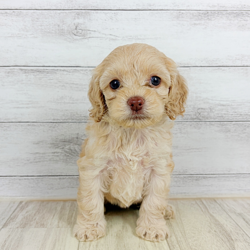福岡県のコッカプー(アメリカンコッカースパニエル×プードル) (犬の家＆猫の里シュロアモール筑紫野店/2026年8月1日生まれ/女の子/クリーム)の子犬