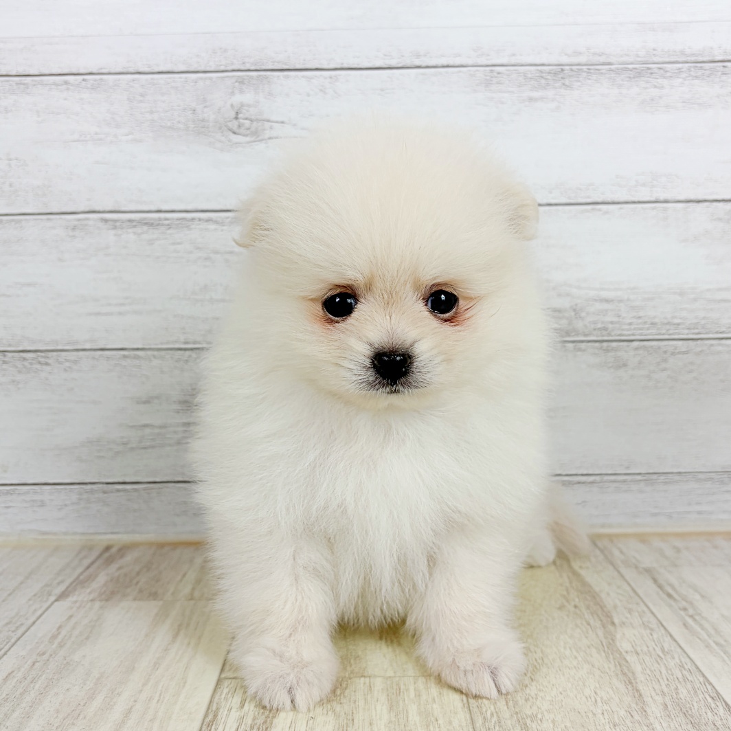 大阪府のポメラニアン (犬の家＆猫の里吹田店/2026年8月2日生まれ/男の子/クリーム)の子犬