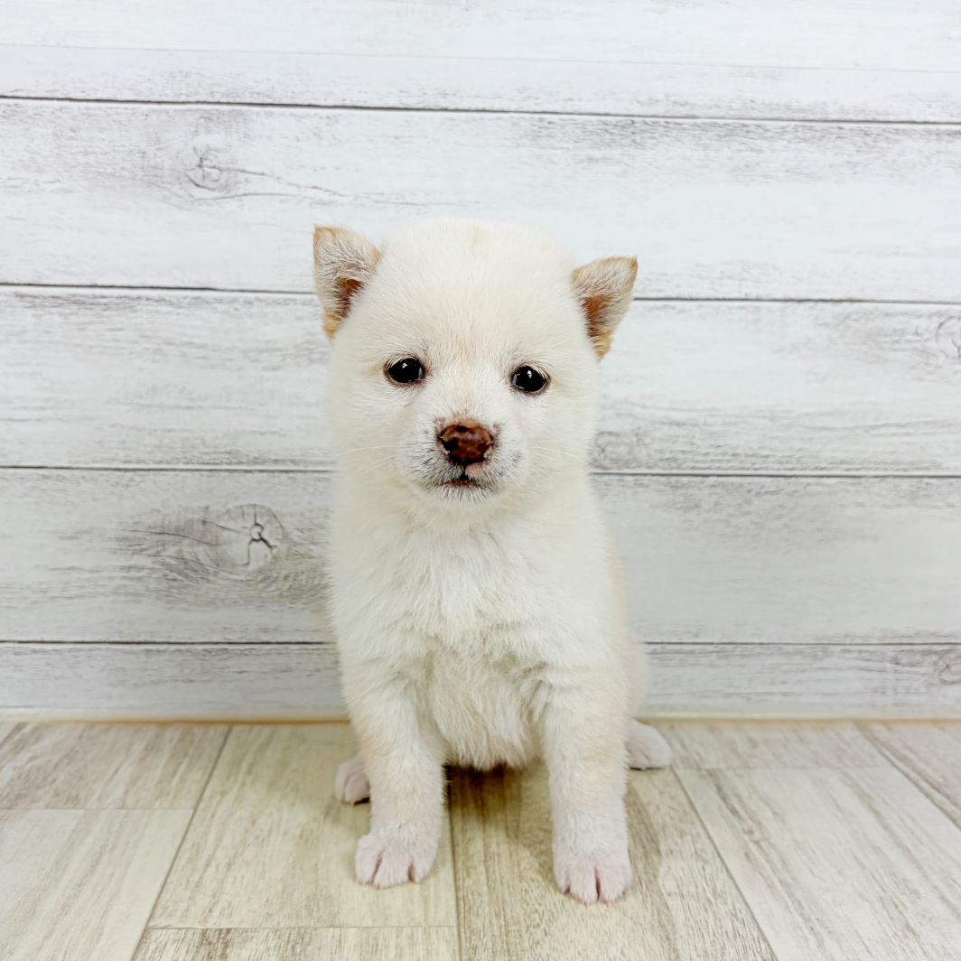 大阪府の豆柴 (犬の家＆猫の里吹田店/2026年8月2日生まれ/女の子/白)の子犬