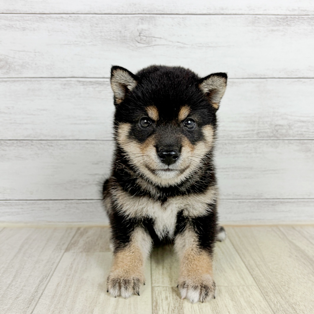 大阪府の豆柴 (犬の家＆猫の里吹田店/2026年8月2日生まれ/男の子/黒)の子犬