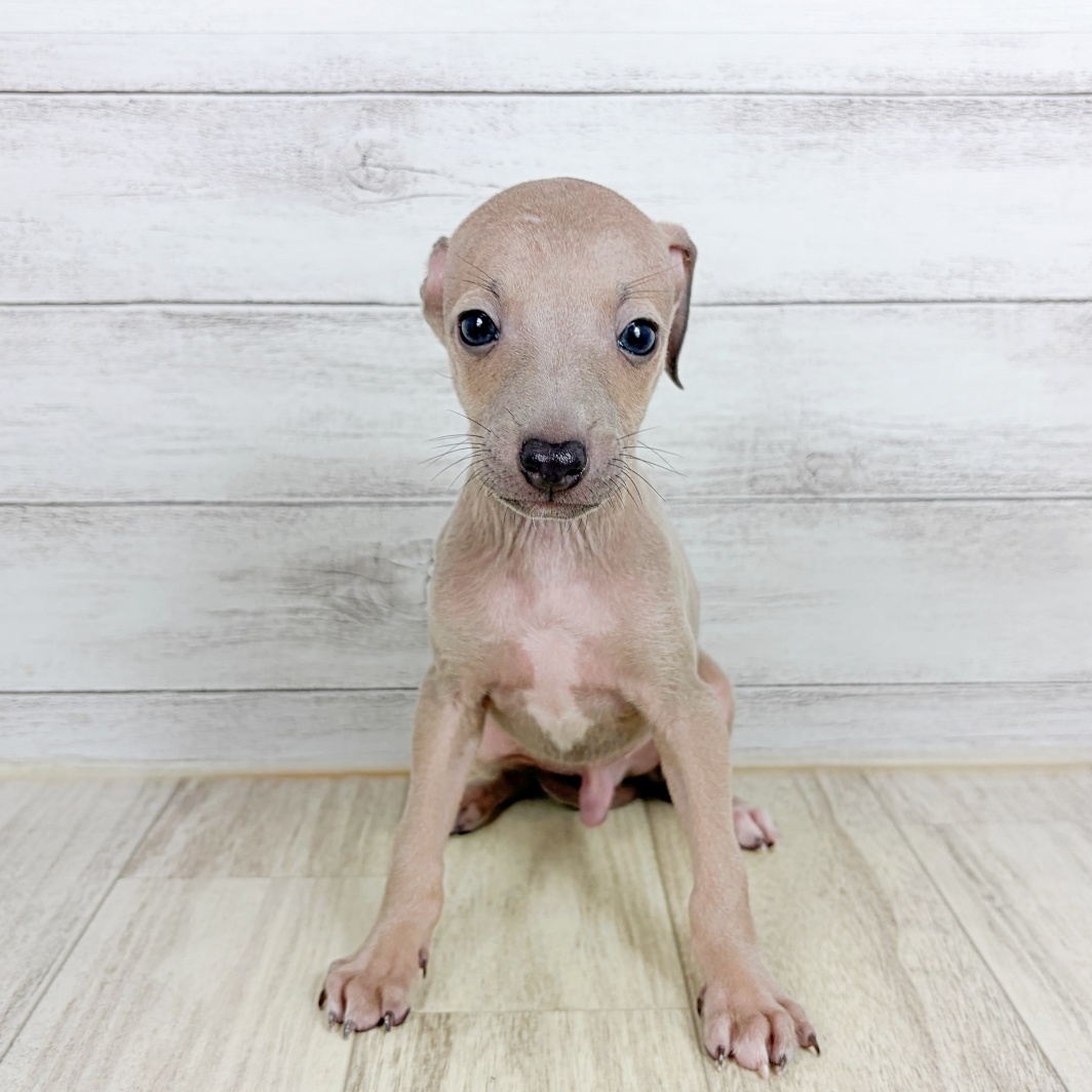 大阪府のイタリアングレーハウンド (犬の家＆猫の里吹田店/2026年7月31日生まれ/男の子/ブルーフォーン)の子犬