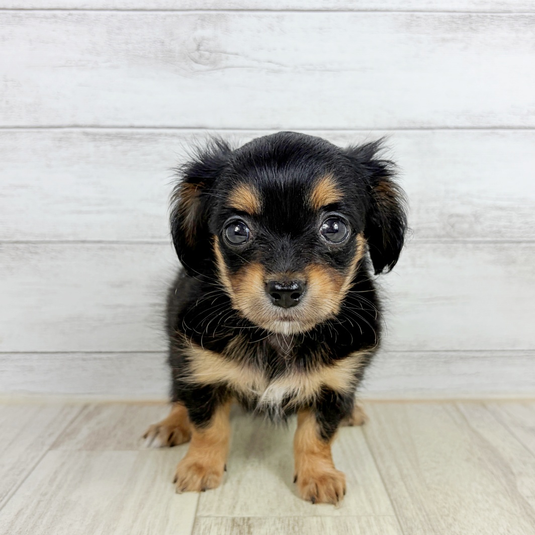 福岡県のチワックス(チワワ×ダックス) (犬の家＆猫の里シュロアモール筑紫野店/2026年8月2日生まれ/女の子/ブラックタン)の子犬