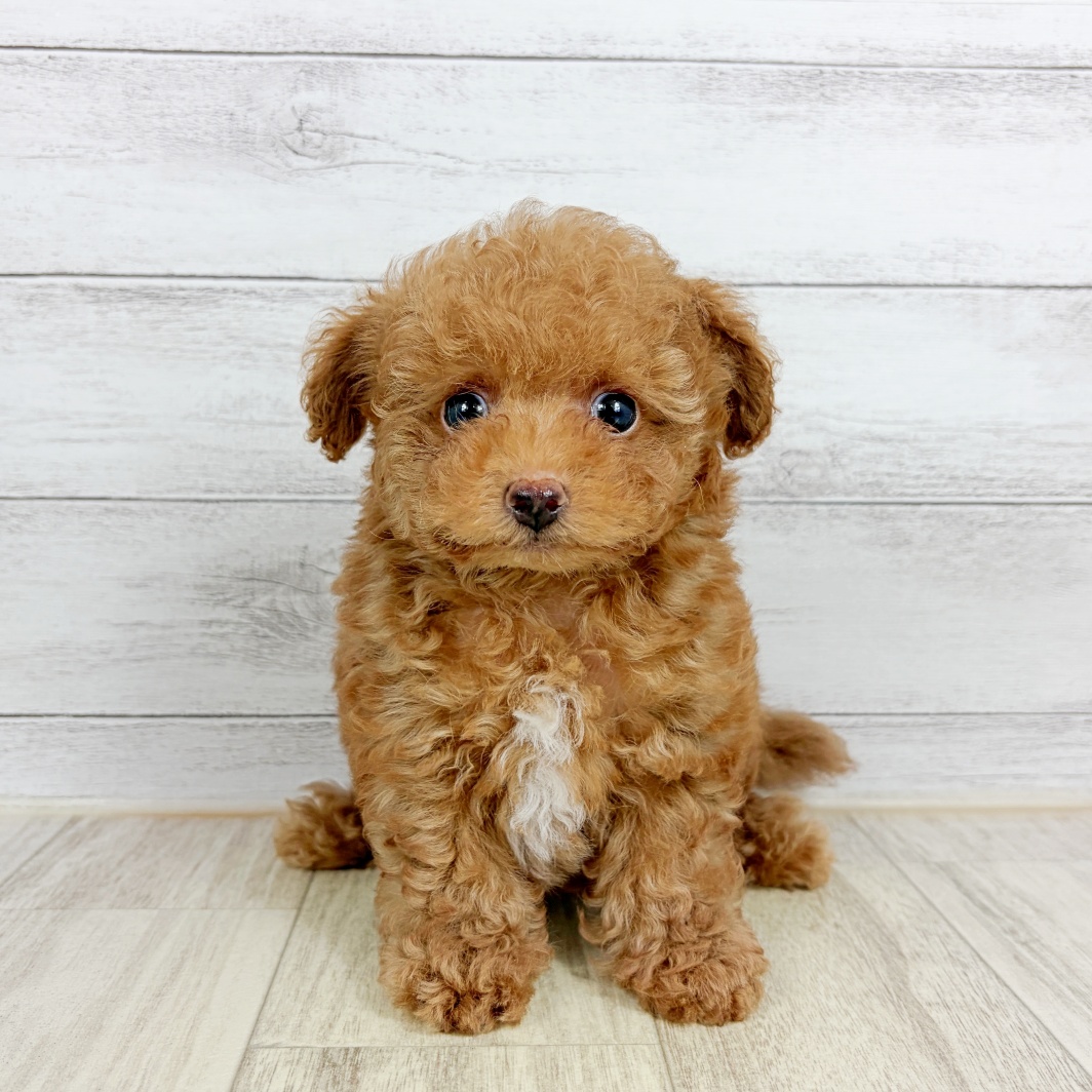 大阪府のトイプードル(ティーカップ) (犬の家＆猫の里吹田店/2026年7月31日生まれ/男の子/レッドフォーン)の子犬