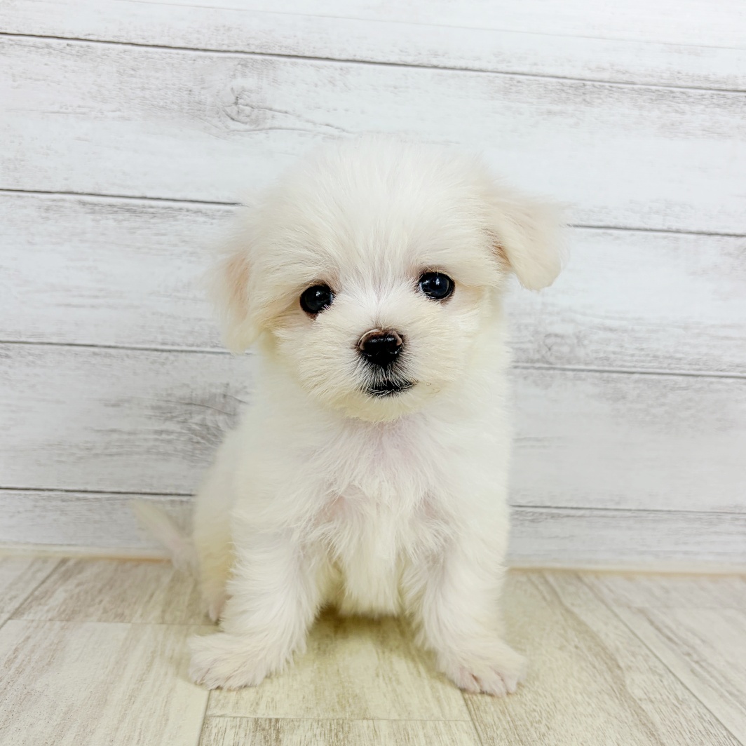 大阪府のマルチーズ (犬の家＆猫の里吹田店/2026年7月31日生まれ/女の子/ホワイト)の子犬