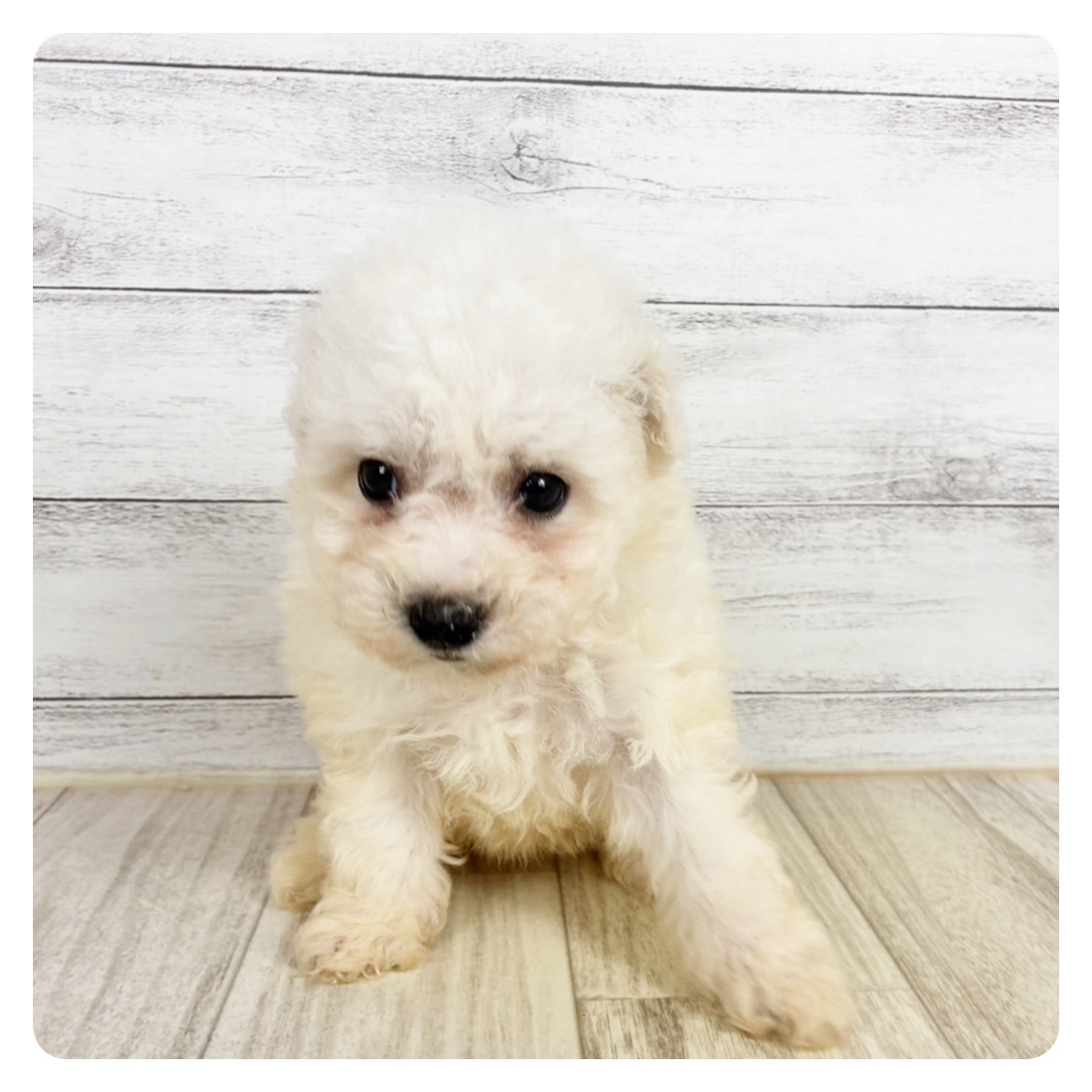 大阪府のビションフリーゼ (犬の家＆猫の里吹田店/2026年7月31日生まれ/女の子/ホワイト)の子犬