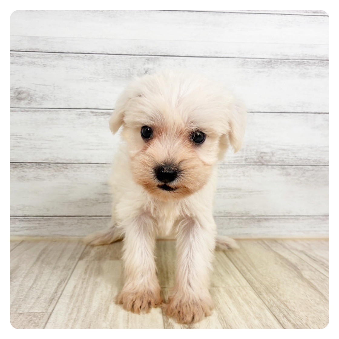 福岡県のハーフ犬・ミックス犬 (犬の家＆猫の里くりえいと宗像店/2026年7月26日生まれ/女の子/ホワイト)の子犬