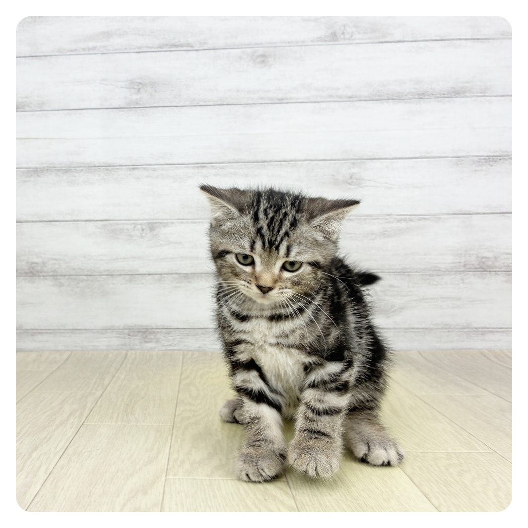 愛知県のアメリカンショートヘアー (犬の家＆猫の里春日井本店/2026年7月31日生まれ/女の子/シルバータビー)の子猫