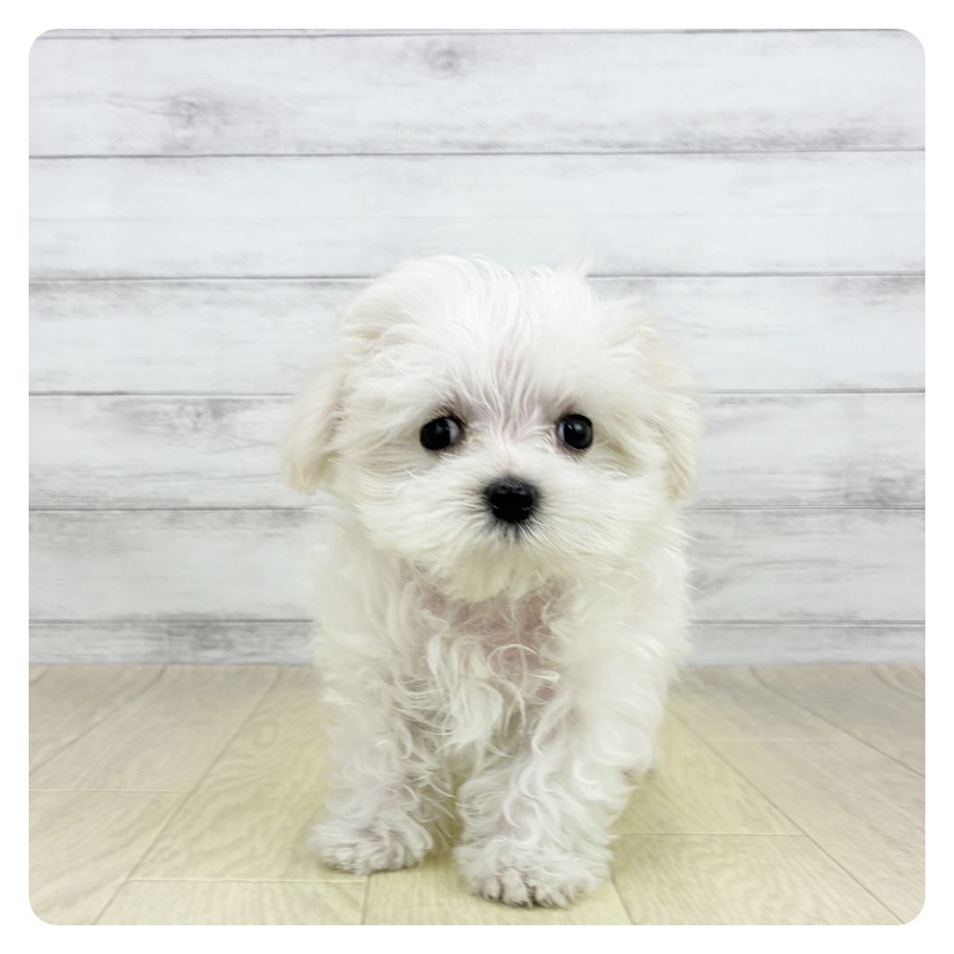 愛知県のマルチーズ (犬の家＆猫の里春日井本店/2026年7月11日生まれ/男の子/ホワイト)の子犬