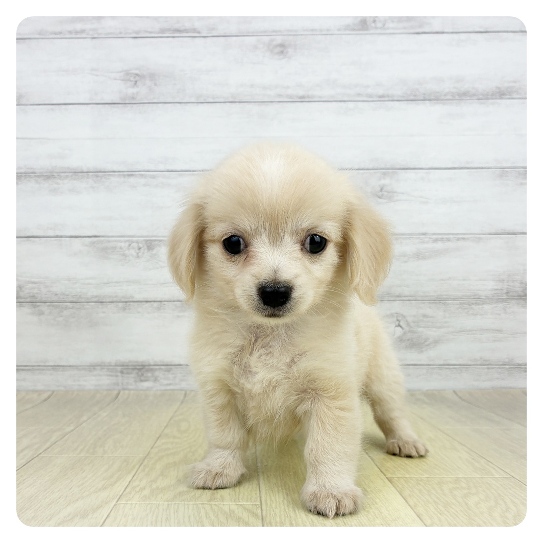 岐阜県のチワックス(チワワ×ダックス) (犬の家＆猫の里岐南店/2026年8月1日生まれ/女の子/クリームホワイト)の子犬の2枚目の画像