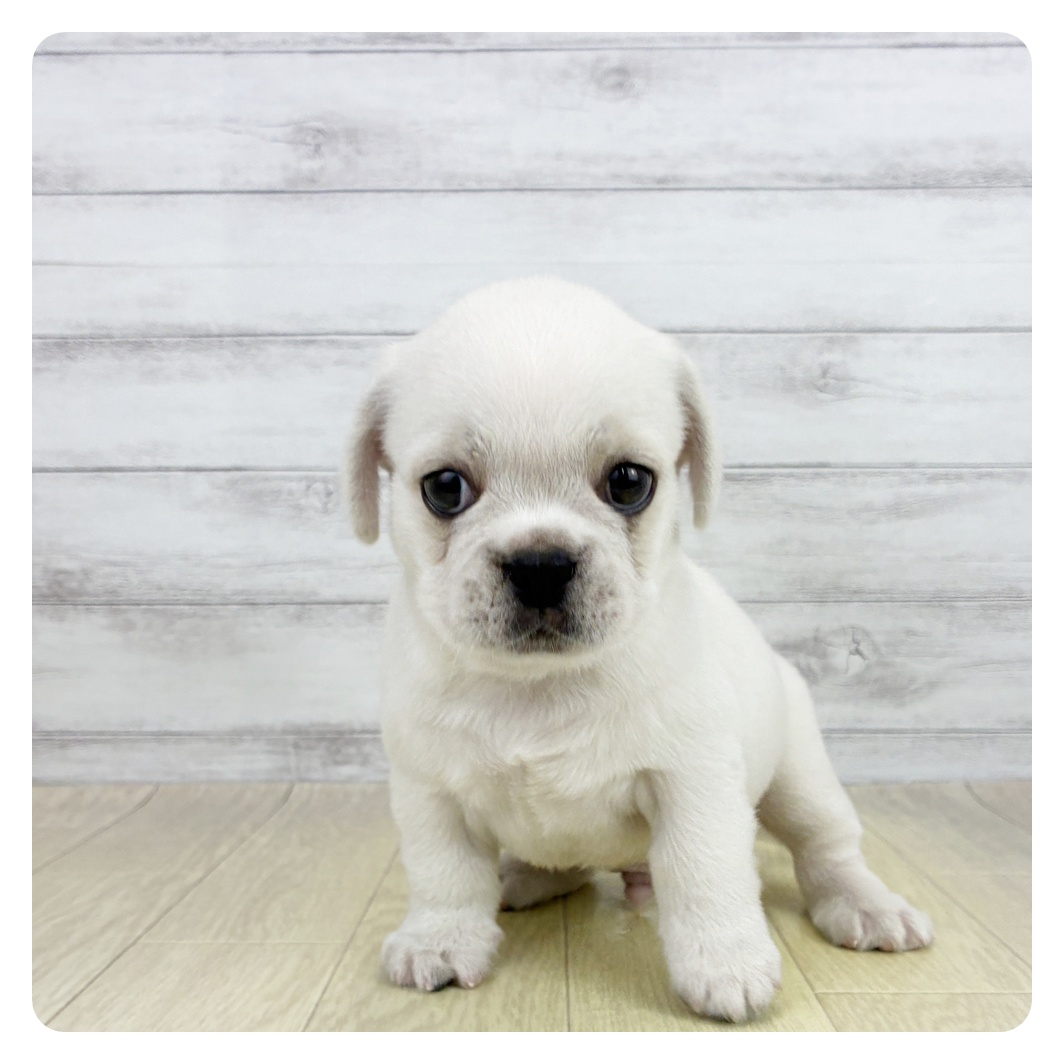 愛知県のハーフ犬・ミックス犬 (犬の家＆猫の里春日井本店/2026年8月2日生まれ/男の子/ホワイトクリーム)の子犬