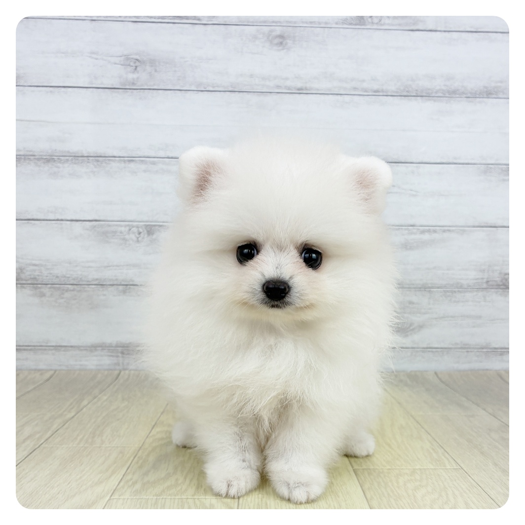 愛知県のポメラニアン (犬の家＆猫の里春日井本店/2026年8月1日生まれ/女の子/クリーム)の子犬