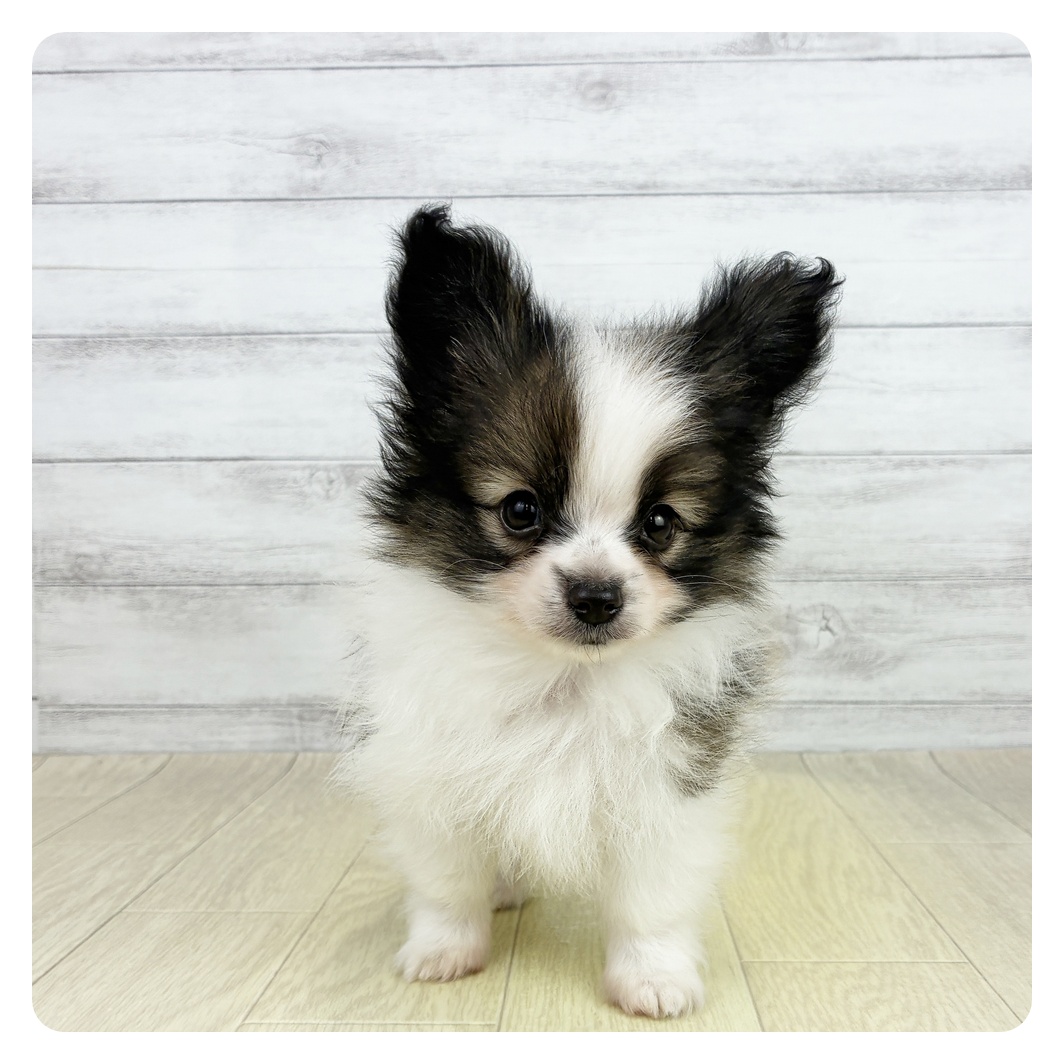 愛知県のパピヨン (犬の家＆猫の里MiO香久山店/2026年7月31日生まれ/男の子/ホワイトブラウン)の子犬