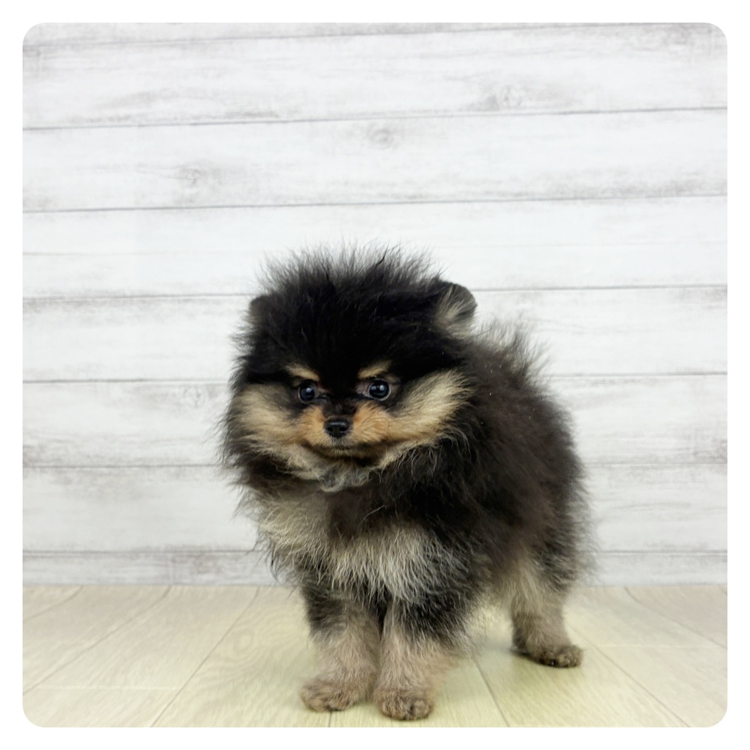愛知県のポメラニアン (犬の家＆猫の里春日井本店/2026年7月22日生まれ/男の子/ブラックタン)の子犬